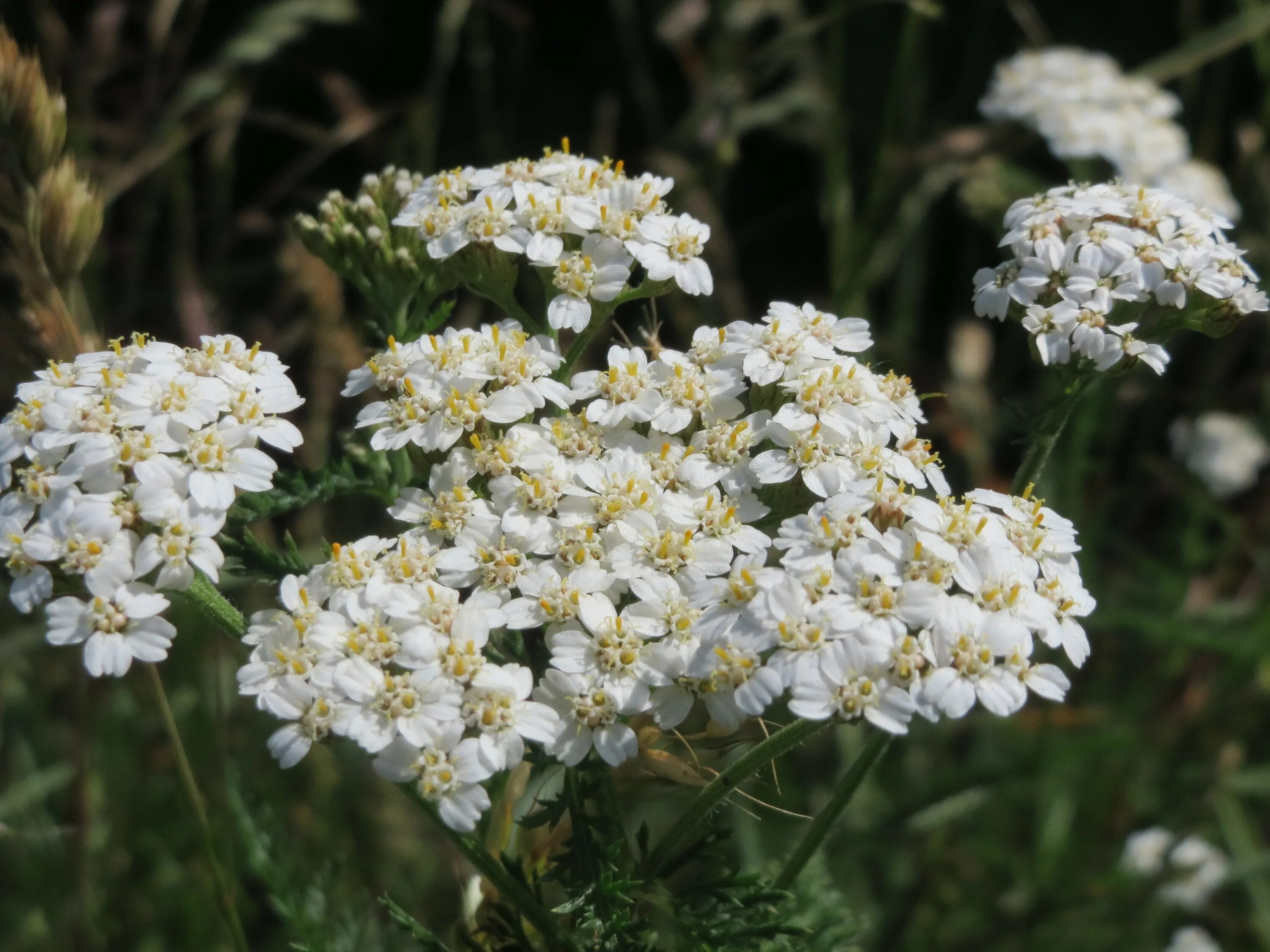 Тысячелистник рдр. Тысячелистник Achillea Anthea. Тысячелистник Сербский, Achillea serbiса. Тысячелистник войлочный (Achillea tomentosa). Тысячелистник серебристый (Achillea Argentia).