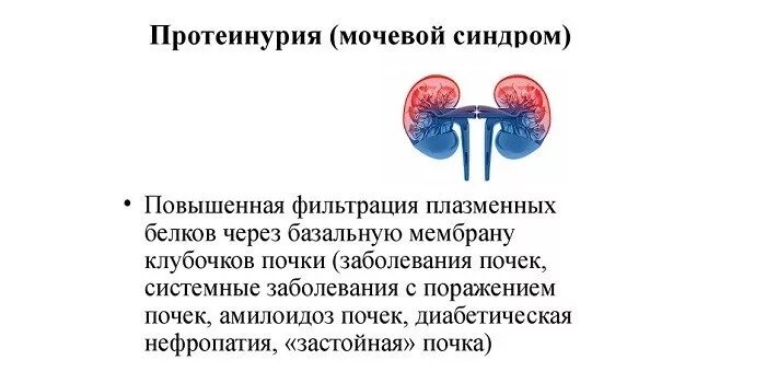 Почему в почках белок. Протеинурия почек. Протеинурия поражение почек. Патологическая почечная протеинурия. Почечная протеинурия белки.