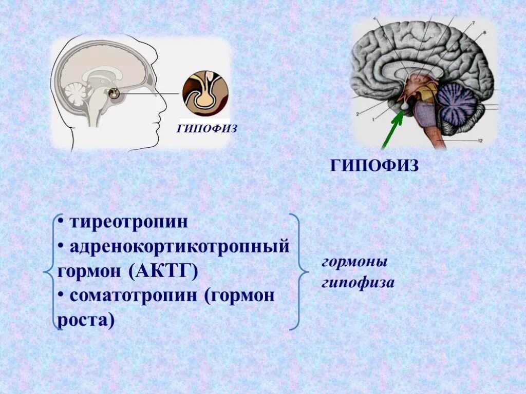 Симптомы гипофиз у мужчин. Гормоны гипофиза. Гипофиз соматотропин. Гипофиз биохимия. Гипофиз вырабатывает.