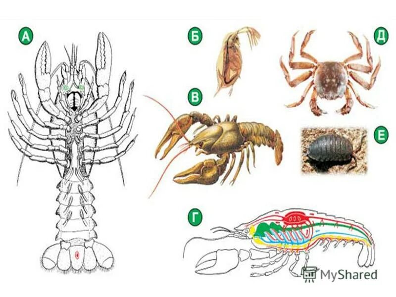 Членистые конечности членистоногих. Сообщение о членистоногом животном. Характеристика типа членистоногих. Основные черты типа членистоногие. Членистые конечности членистоногих.