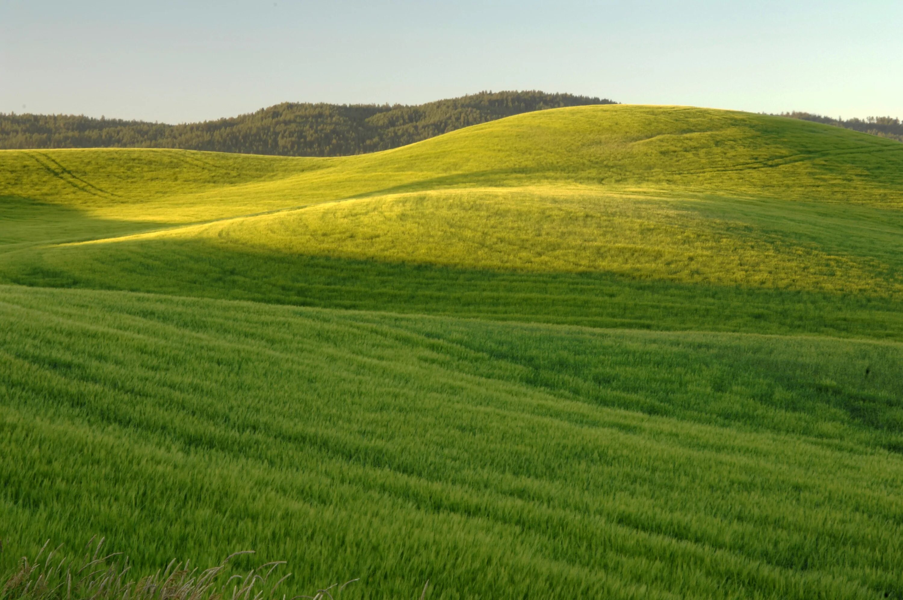 Холм с травой. Холмистая равнина. Трава на склоне. Поле с холмами. Related field