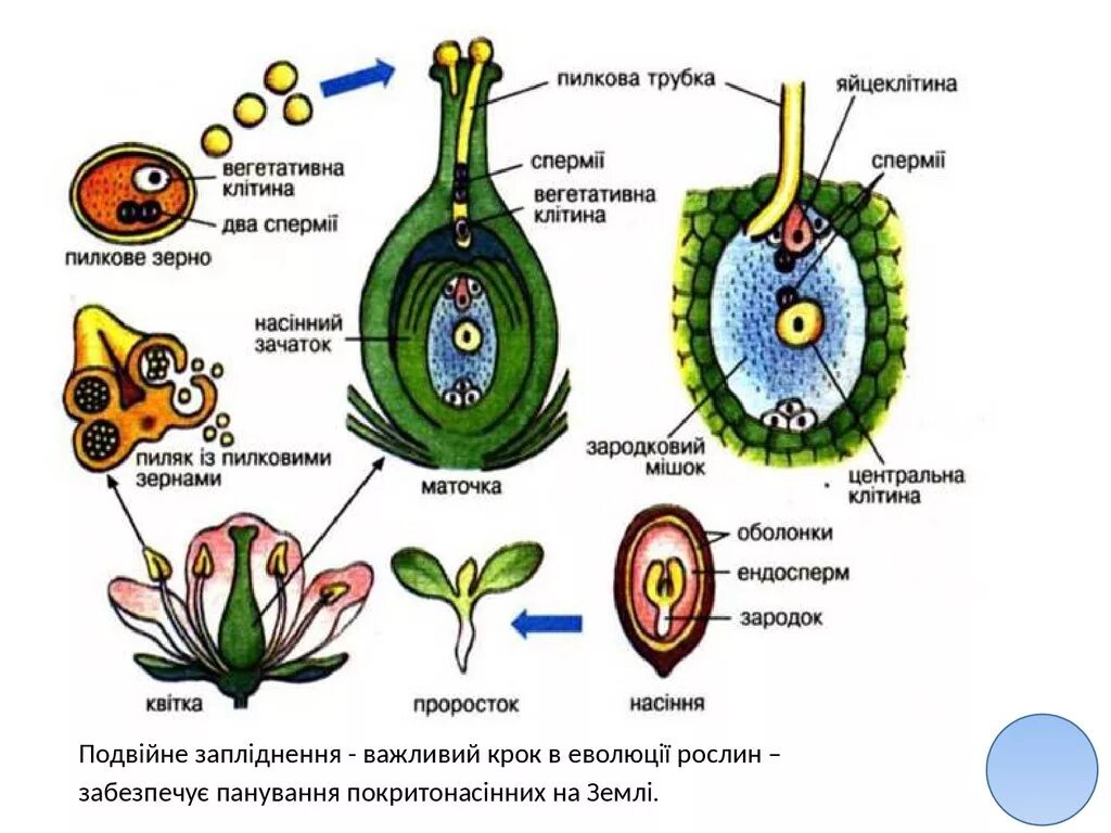 Восьмиядерный зародышевый мешок строение. Схема двойного оплодотворения у покрытосеменных растений. Гаметогенез у цветковых растений схема. Процесс оплодотворения у покрытосеменных.