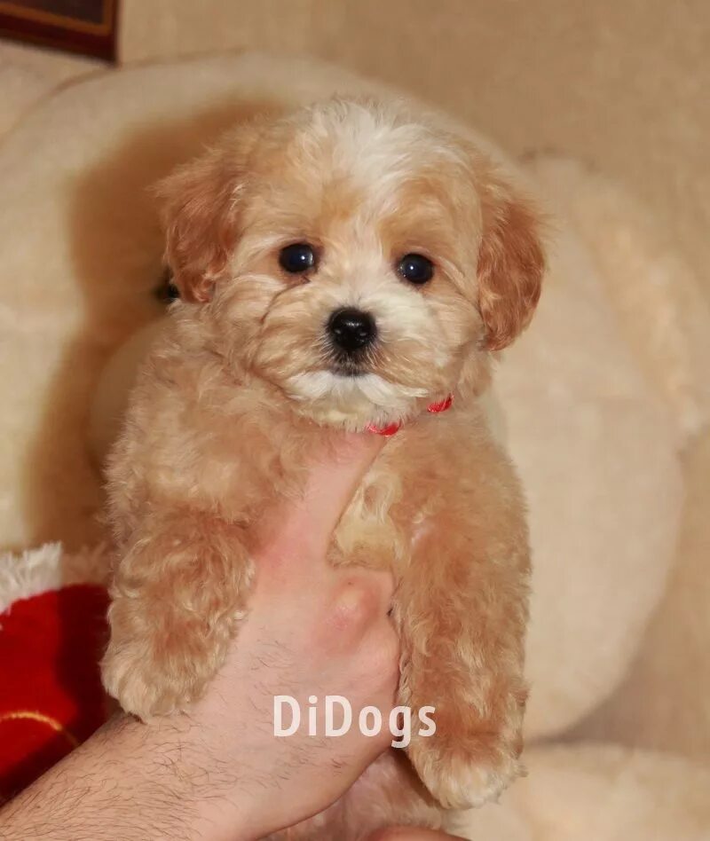 мальтипу двойня. мультипуп собака порода. питомник собак мальтипу. мальтипу ф1 и ф2. корейский мальтипу мини.