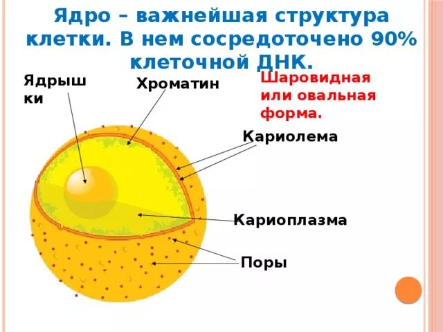 Как называется отверстие в оболочке ядра клетки. Ядерный сок кариоплазма строение. Структурные компоненты ядра кариолемма кариоплазма ядрышко хроматин. Ядро клетки нуклеоплазма. Строение ядра нуклеоплазма.