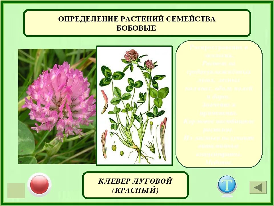 Клевер луговой польза. Клевер Луговой семейство формула. Клевер Луговой это бобовые. Семейство Мотыльковые Клевер. Клевер ползучий диаграмма цветка.