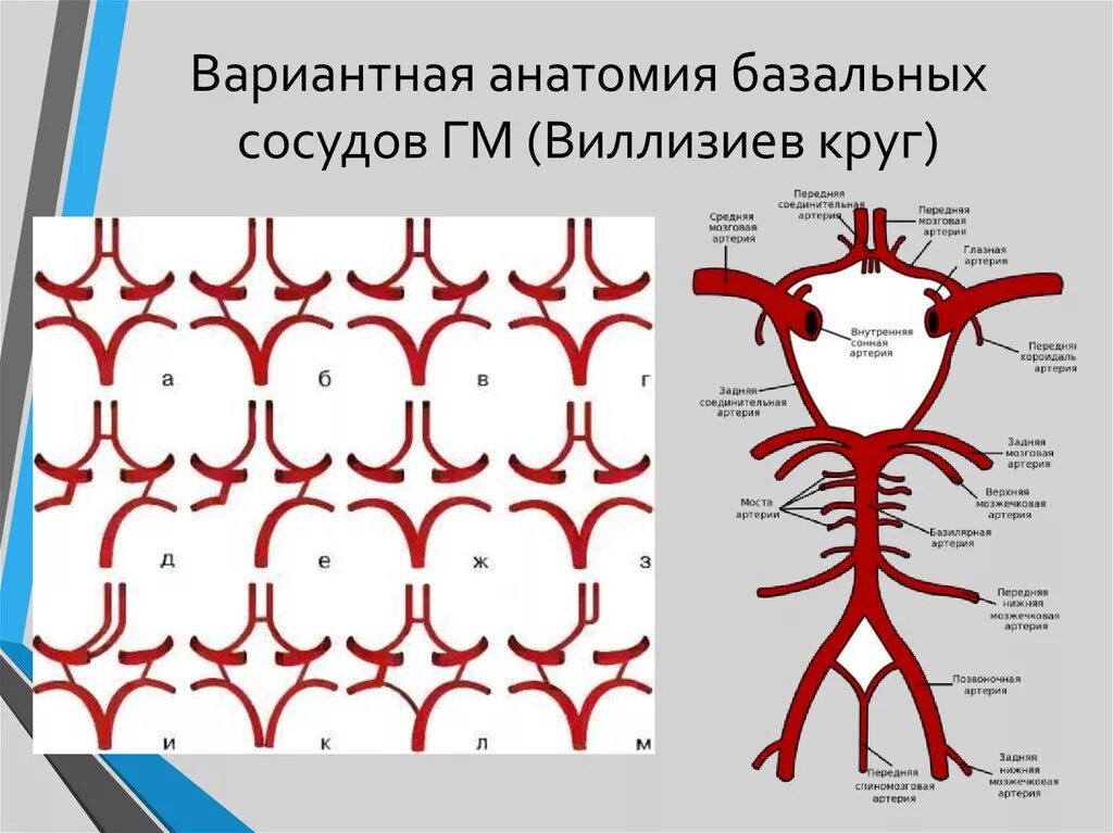 Кровоснабжение головного мозга схема Виллизиев круг. Сегменты артерий виллизиевого круга. Сосуды Виллизиева круга анатомия. Кровоснабжение головного мозга анатомия Виллизиев круг.