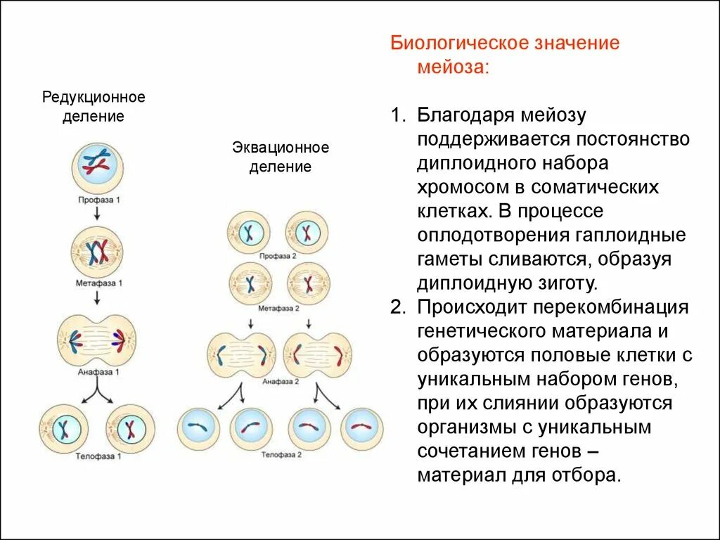 Фазы мейоза хромосомы. Формулы этапов мейоза. Митоз схема с набором хромосом. Мейоз 1 основные процессы. В половых клетках любого организма набор хромосом