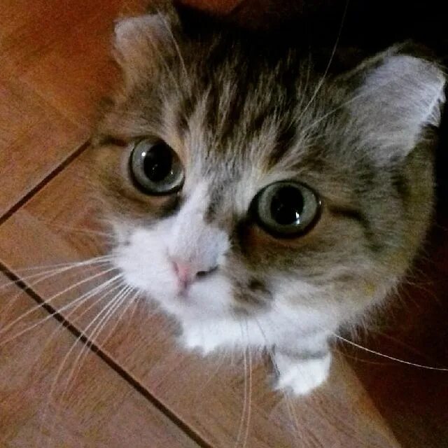 веселые картинки про диету. смешные фото про диету. покорми меня если посмеешь. забыл покормить кота. ну накорми ее.