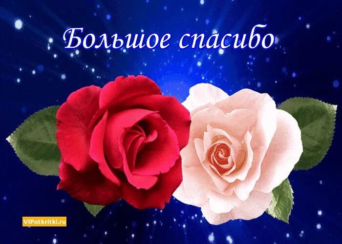 Открытка спасибо огромное. Открытки спасибо большое. Картинки со словом спасибо. Большие спасибо спасибо спасибо видео. Открытки с благодарностью.