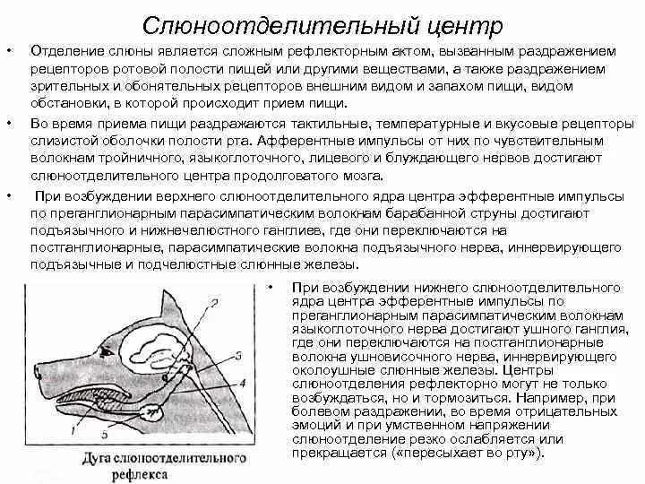 Слюноотделение какой рефлекс. Слюноотделительный рефлекс физиология. Схема условного рефлекса слюноотделения. Схема дуги условного слюноотделительного рефлекса. Схема условно рефлекторного слюноотделительного рефлекса.