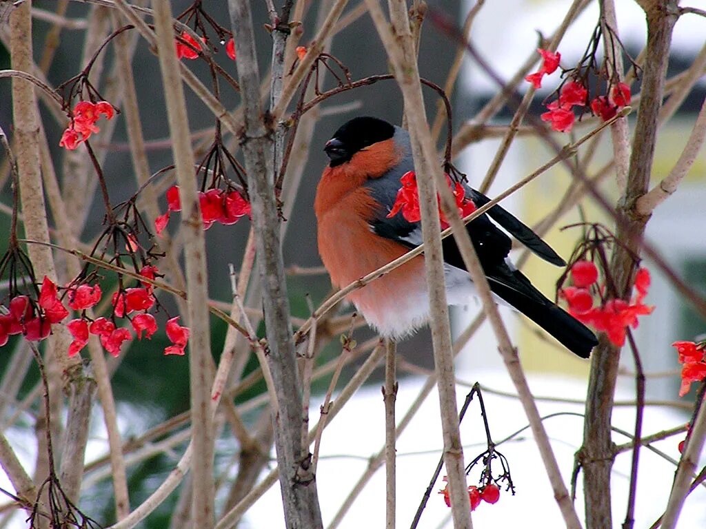снегириная стая. снегири на рябине. снегири на рябине. стая снегирей. весенние снегири.