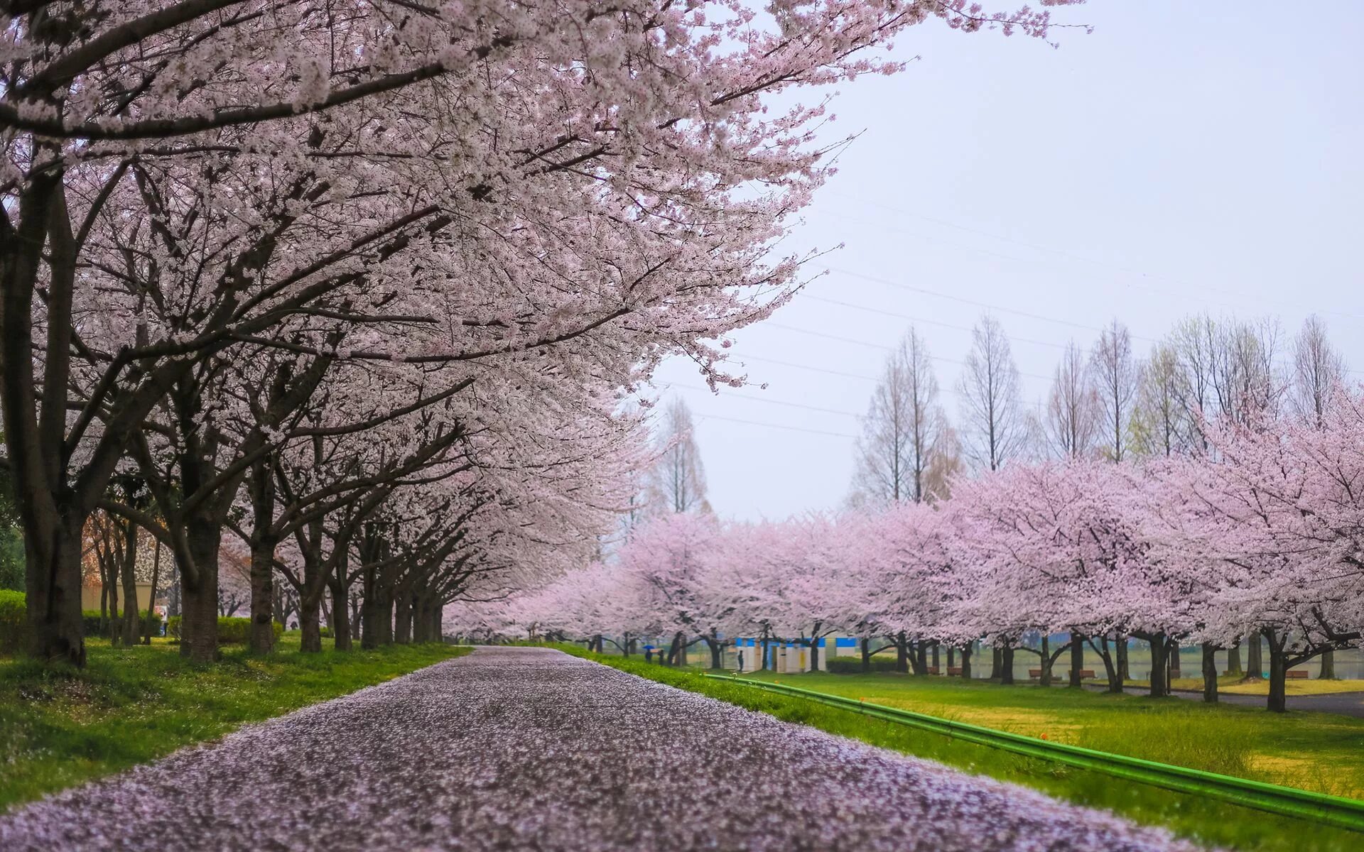 Черри блоссом дерево. Сакура черри блоссом дерево. Аллея Сакуры в Японии. Аллея Сакуры в Японии цветение. Blossom com