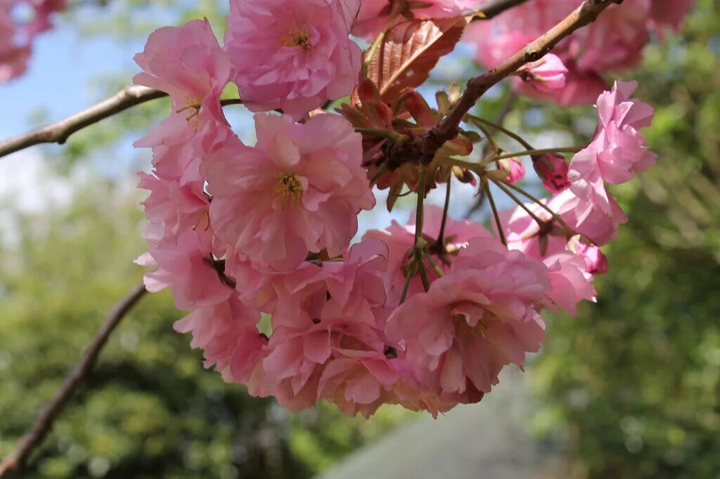 Genshin impact сакура. Где можно найти цвет сакуры. Цвет сакуры геншин импакт. Цвет сакуры геншин импакт инадзума. Сакура съедобная.