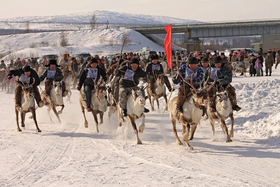 Оленеводство в якутии. День оленевода иенгра. Нерюнгри иенгра. Иенгра якутия. Эвенки оленеводы.