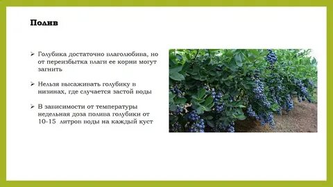Голубика полив уксусом пропорции