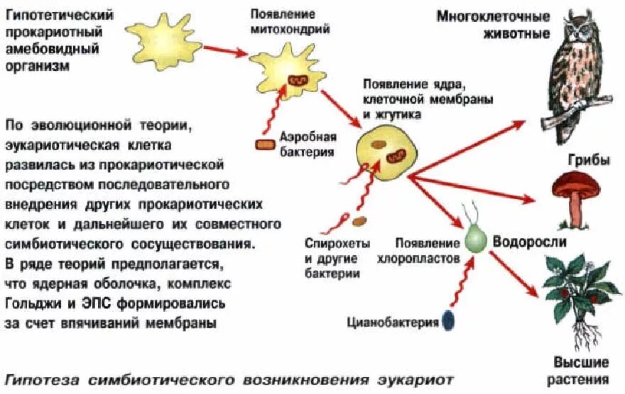 Симбиотическая теория возникновения эукариот. Появление эукариотов - симбиотическая гипотеза. Симбиотическая гипотеза возникновения эукариот. Схема симбиотического образования эукариотической клетки. Появление эукариотических организмов