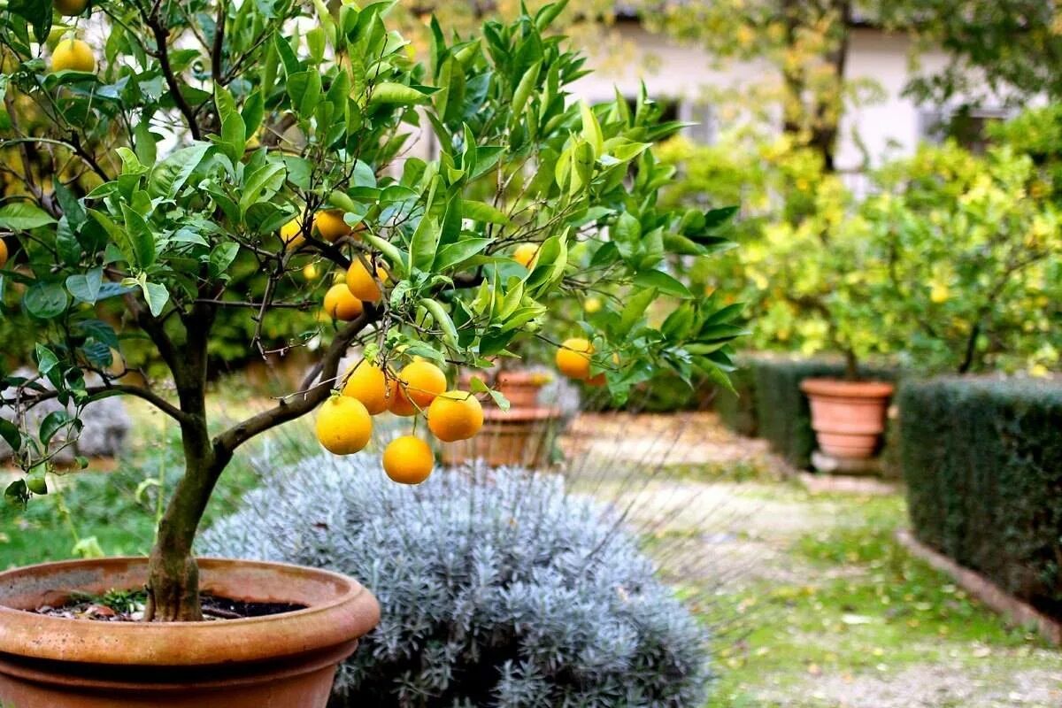 Маленькое лимонное дерево. Цитрус лимон дерево. Лимон Мейера куст. Плантация кумквата. Цитрус (комнатное растение) лимон Мейера.