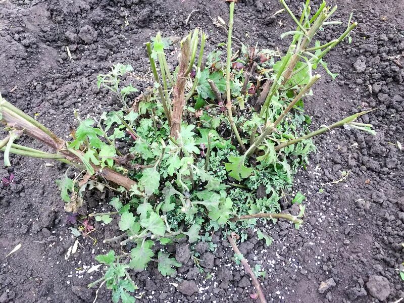 Хризантема мультифлора перезимовать. Хризантемы после зимовки. Когда обрезать хризантемы осенью. Хризантемы мультифлора подкормка. Хризантемы зимовка в открытом грунте.