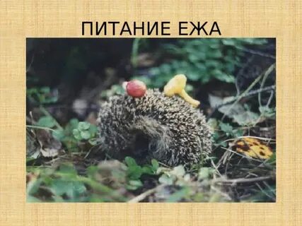 Еж гриб нашел
