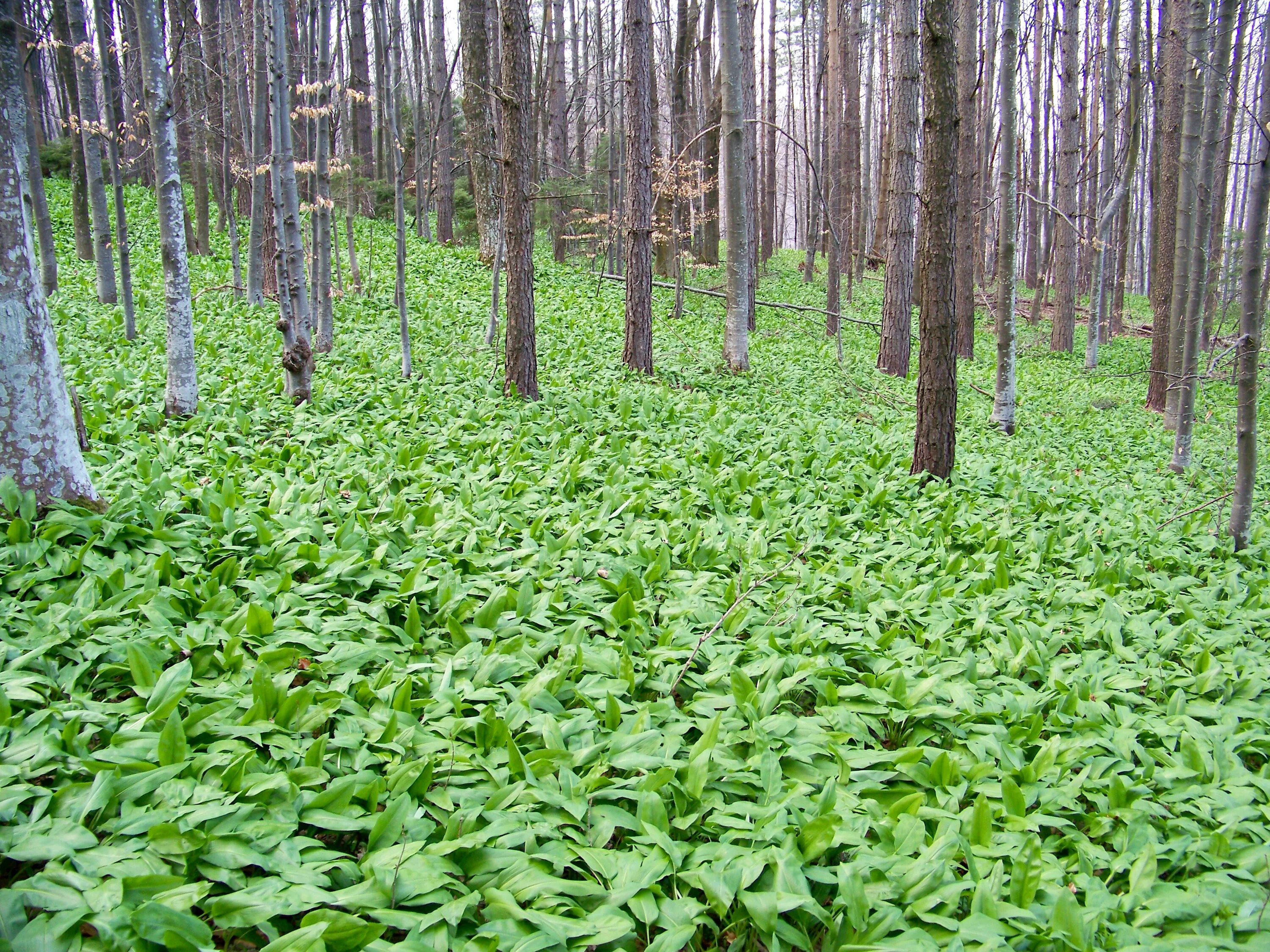 черемша камчатская. растения в этих местах растут. черемша в удмуртии. стрелолист клубни. борщевик сибирский.