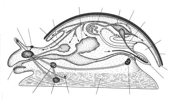 Виноградная улитка имеет мантийную полость. Брюхоногие моллюски строение. Схема брюхоногого моллюска. Внутреннее строение виноградной улитки. Внутреннее строение брюхоногих моллюсков.