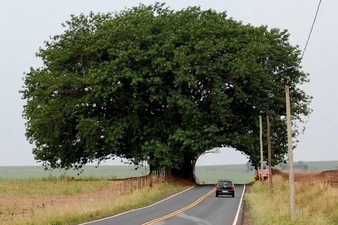 Дорога через дерево