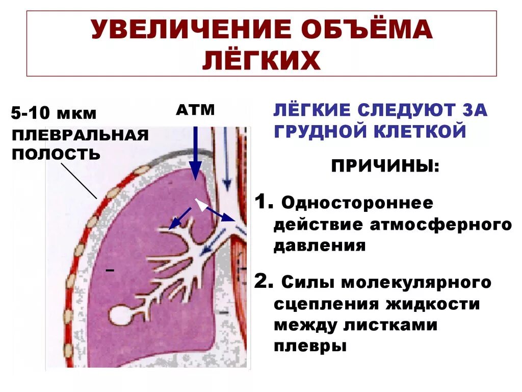 Как увеличить легкие в домашних условиях