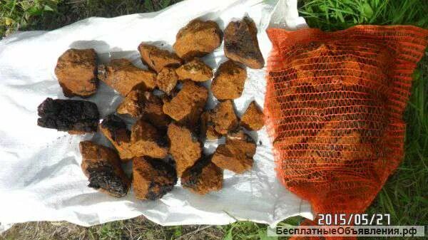 Приемка чаги. Приемка чаги. Чага сушеная. Хечьо чаги. Килограмм чаги березовой.
