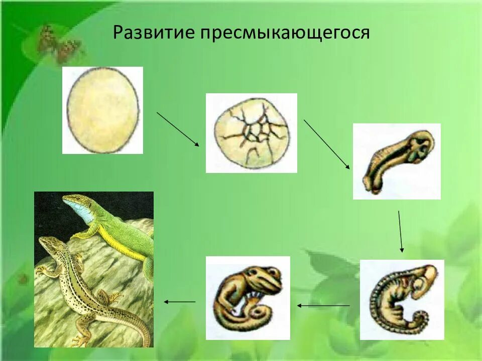 Онтогенез рептилий. Развитие пресмыкающихся. Этапы развития пресмыкающихся. Онтогенез пресмыкающихся.