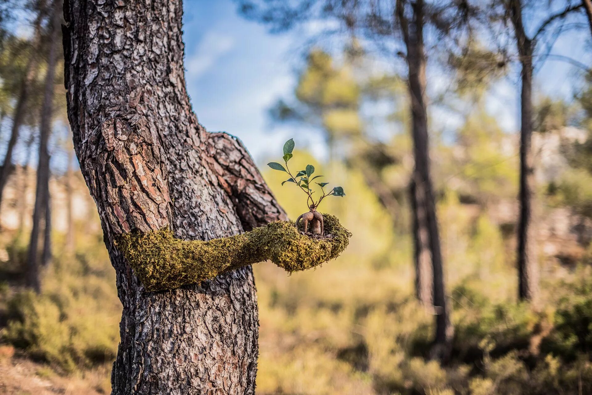 Ствол дерева. Интересные деревья. Необычные стволы деревьев. The nature is also