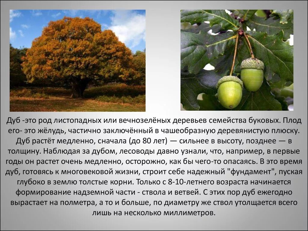 Текст про дуб. Дуб описание 2 класс. Рассказ о дубе. Сообщение о дубе. Доклад о дереве.