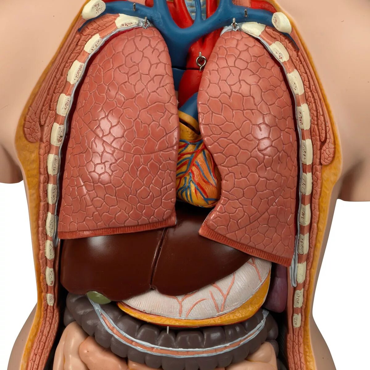 Отдельные органы человека. Модель "торс человека" (разборная). Муляжи внутренних органов. Анатомическая модель торса человека.