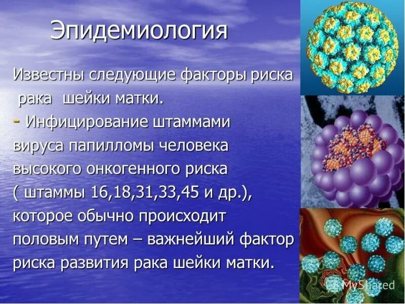 Вирус папилломы человека онкогенного типа. Вирус папилломы человека штаммы. Онкогенные вирусы папилломы человека. Онкогенные папилломавирусы высокого онкогенного риска.