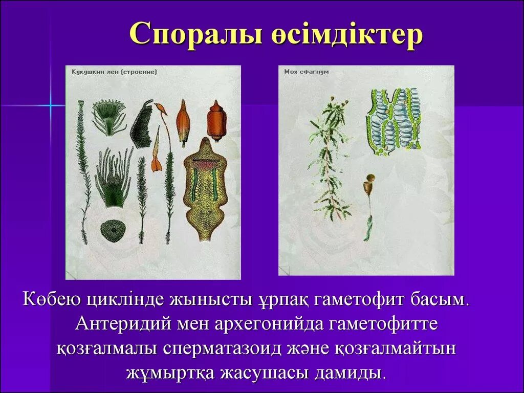 Плаун ликоподий. Осымдыктер. Хвощ полевой. Physcomitrella patens мох. Плаун корневая система.