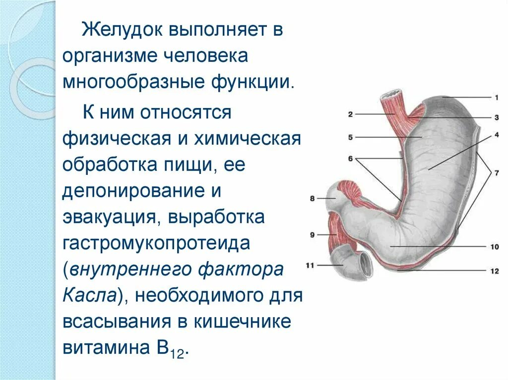 Желудок выполняет функции. Организм человека желудок. Желудок анатомия человека.