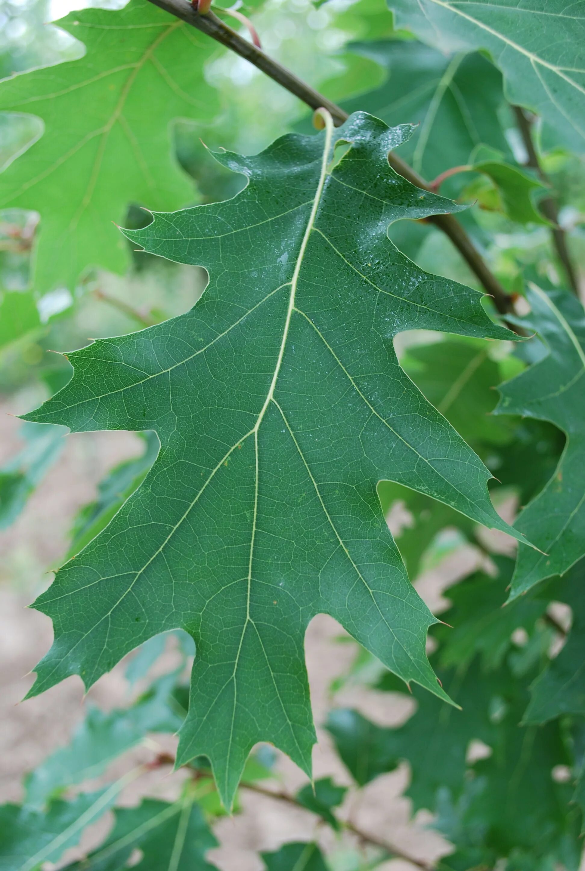 Дуб Quercus rubra. Дуб красный Quercus rubra. Дуб красный, Северный Quercus rubra. Дуб красный (канадский, остролистный). Красно черешчатый дуб