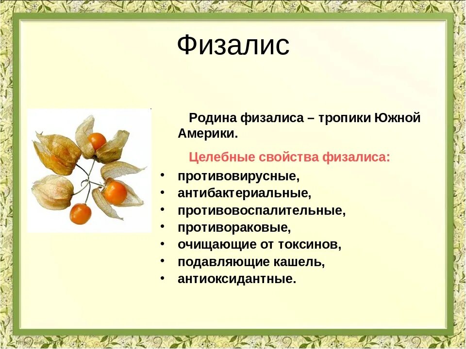 Физалис съедобный растение. Физалис Паслёновые. Чем полезен физалис. Физалис полезные свойства.