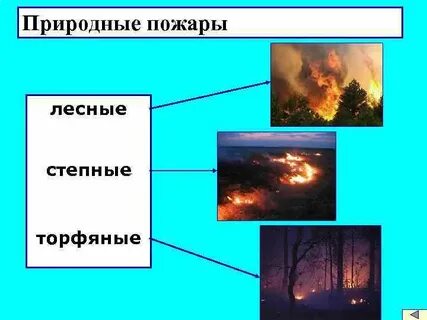 Лесные и торфяные