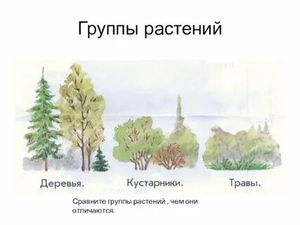Самая примитивная группа растений