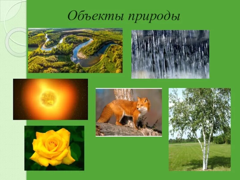 Тело природы 3 класс. Объекты природы. Природа и природные объекты. Природные предметы. Объекты живой природы.