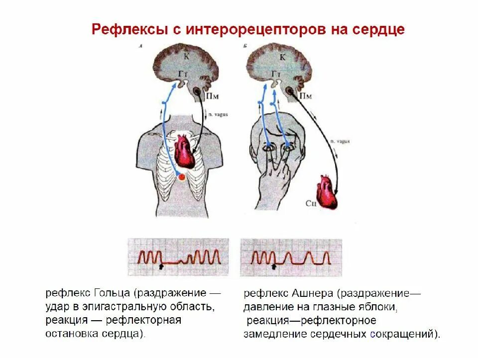 Рефлекс Данини Ашнера физиология. Рефлекторный путь рефлекса Данини-Ашнера. Схема рефлекса Бейнбриджа физиология. Рефлекс гольца физиология схема.