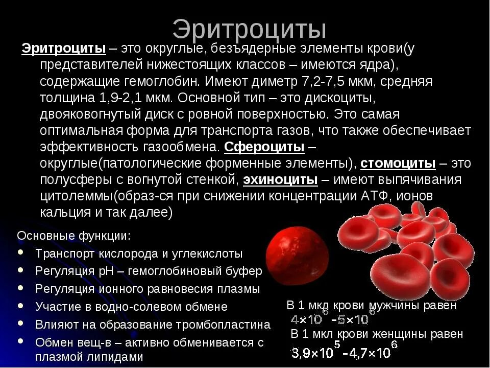 Структура клетки крови человека. Гемоглобин а 1 содержится в эритроцитах. Элементы крови содержащие гемоглобин. Эритроциты в периферической крови.