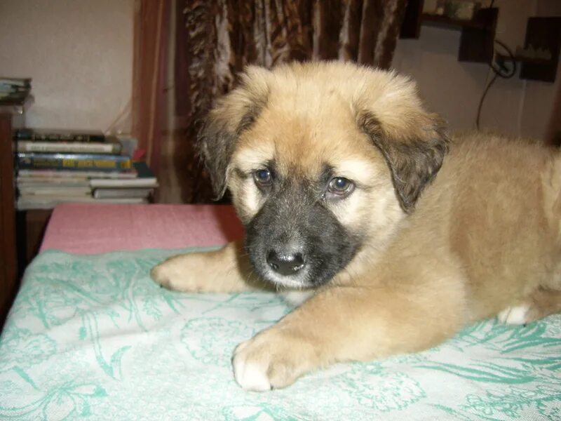 щенок 3 месяца. овчарка щенок 1 месяц рыжий. щенки 1 день. лабрадор ретривер черный щенок 1 месяц. восточноевропейская овчарка щенок 1 месяц.