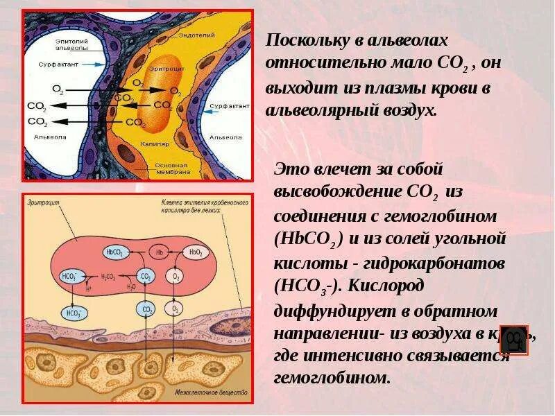 Функции покровнойт ткани. Плоский эпителий обеспечивает газообмен. Покровная газообмен. Механизмы обмена газов в легких и тканях (схема). Газообмен в клетках тканей.