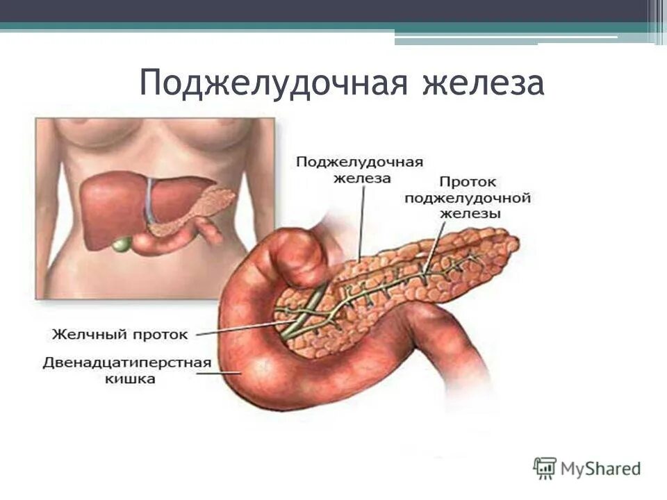 Покажи картинку поджелудочной железы