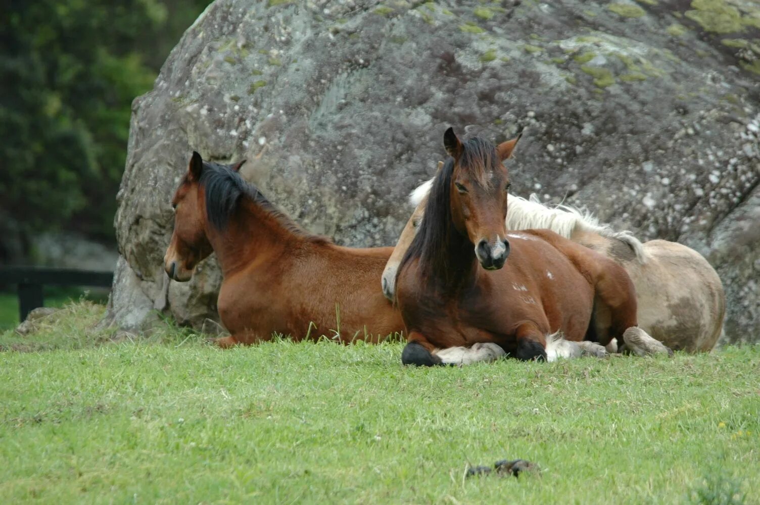 0 horses. Лошади породы Брамби. Дикие лошади Брамби. Австралийская лошадь Брамби. Австралийская пастушья лошадь.