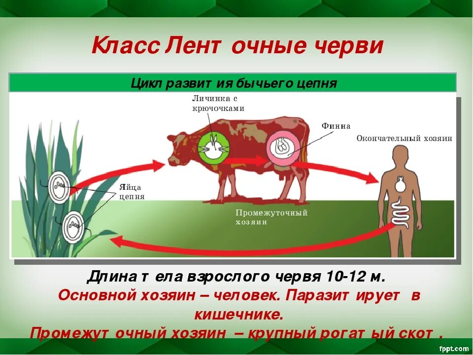 Цикл развития печеночного бычьего цепня. Цикл развития ленточных червей. жизненный цикл ленточных червей схема. цикл развития ленточных червей биология 7 класс. цикл развития бычьего цепня биология.