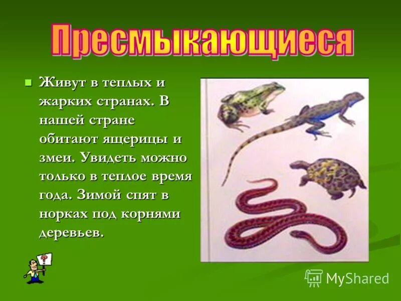пресмыкающиеся представители. пресмыкающие животные 2 класс. пресмыкающиеся для дошкольников. пресмыкающие животные 2 класс. пресмыкающиеся и насекомые –обитатели леса.