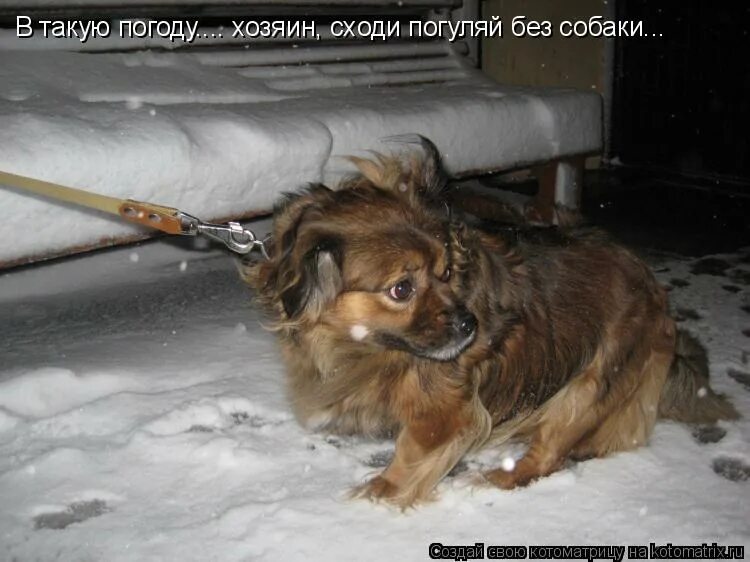 Погулять без денег. Хороший хозяин собаку на улицу не выгонит. В такую погоду хороший хозяин. Хороший хозяин собаку. В такую погоду хороший хозяин собаку.