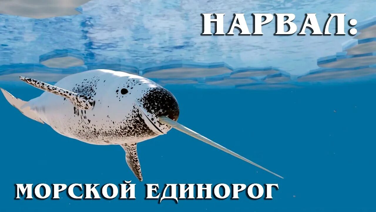 Нарвал северного ледовитого океана. Нарвал (monodon monoceros). Арктический единорог 6 букв. Арктический единорог 6 букв. Нарвал арктика.